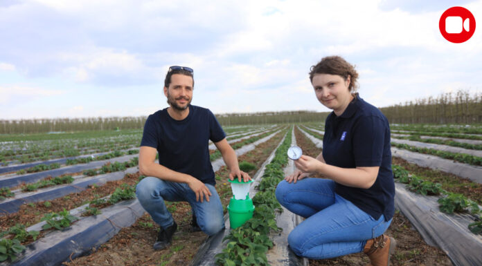 Zimno-ciepła wiosna 2025, a choroby i szkodniki truskawek już w natarciu Zimno-ciepła wiosna 2025, a choroby i szkodniki truskawek już w natarciu
