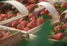 Fenomen polskiej łubianki truskawkowej. To już tradycja i symbol sezonu