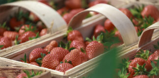 Fenomen polskiej łubianki truskawkowej. To już tradycja i symbol sezonu