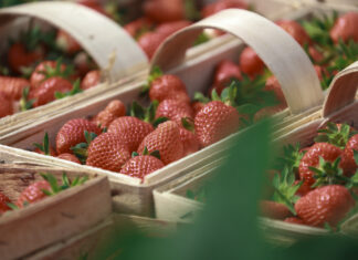 Fenomen polskiej łubianki truskawkowej. To już tradycja i symbol sezonu