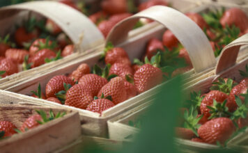 Fenomen polskiej łubianki truskawkowej. To już tradycja i symbol sezonu