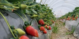 Malling Vitality – dlaczego warto ją uprawiać?