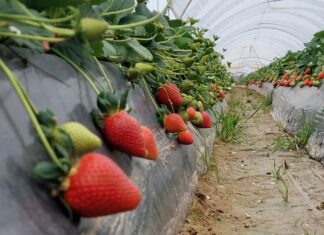 Malling Vitality – dlaczego warto ją uprawiać?