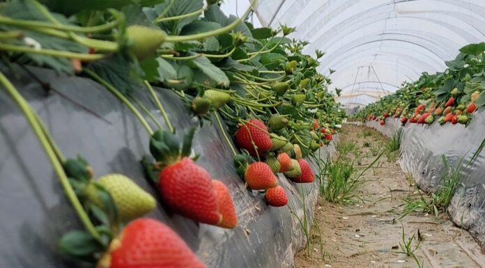 Malling Vitality – dlaczego warto ją uprawiać?