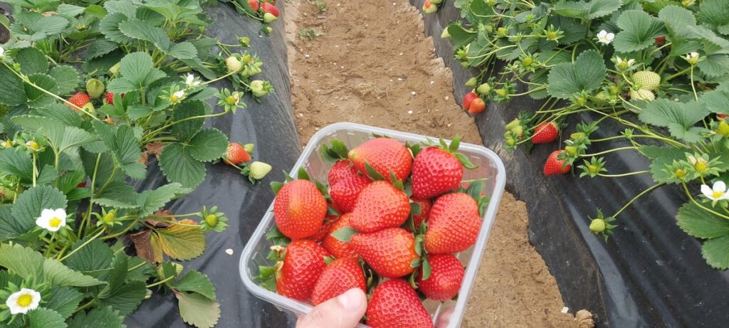 Malling Vitality w uprawie tunelowej