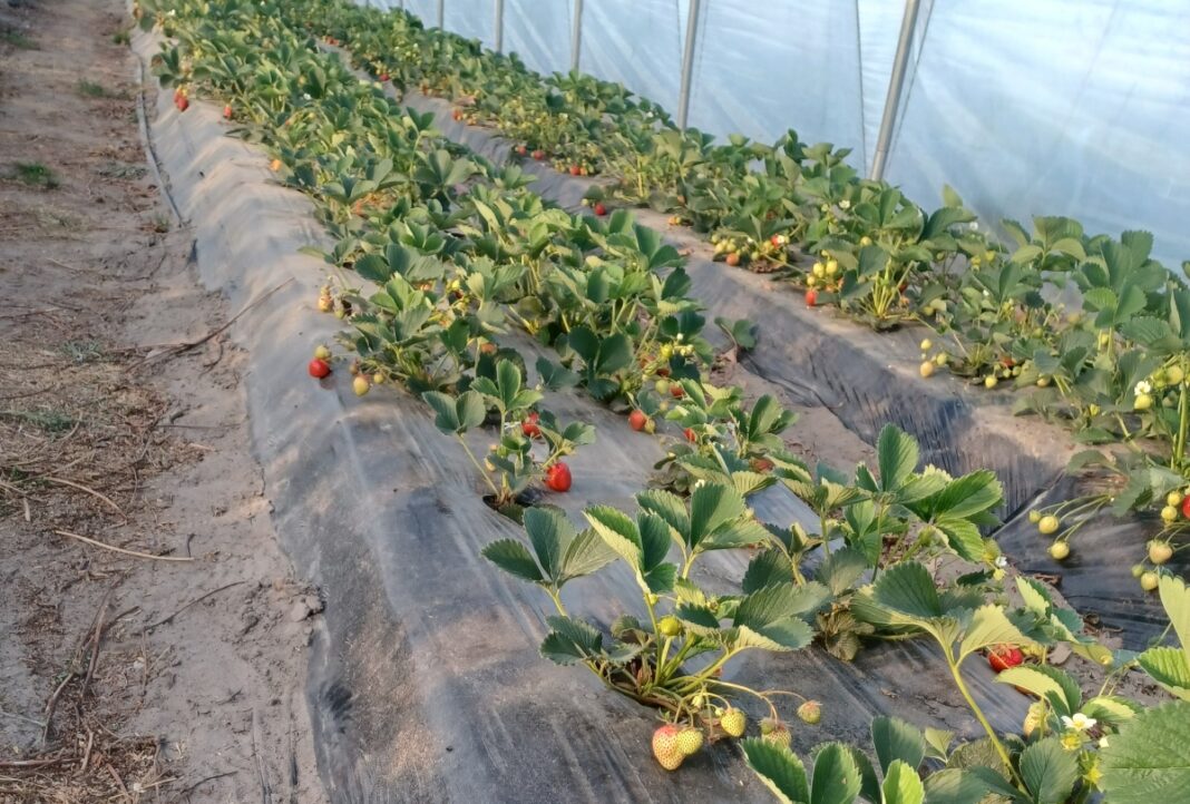 Porażone rośliny odmiany 'Rumba' odbiegają siłą wzrostu od zdrowych