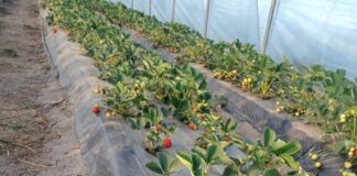 Co się dzieje z Rumbą w sezonie 2025? Porażone rośliny odmiany 'Rumba' odbiegają siłą wzrostu od zdrowych