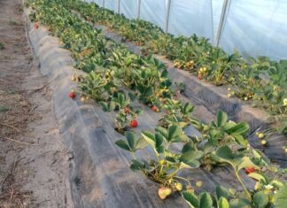 Co się dzieje z Rumbą w sezonie 2025? Porażone rośliny odmiany 'Rumba' odbiegają siłą wzrostu od zdrowych