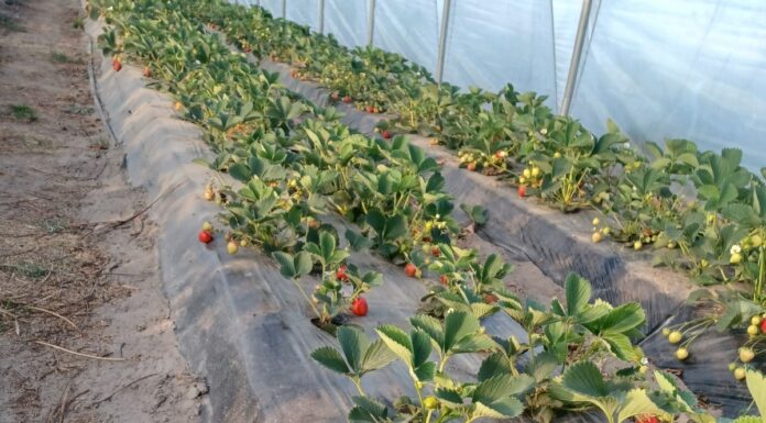 Co się dzieje z Rumbą w sezonie 2025? Porażone rośliny odmiany 'Rumba' odbiegają siłą wzrostu od zdrowych