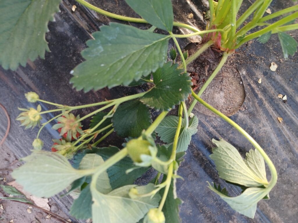 Więdniecie, a w dalszej kolejności zasychanie roślin spowodowane porażeniem chorobami odglebowymi 