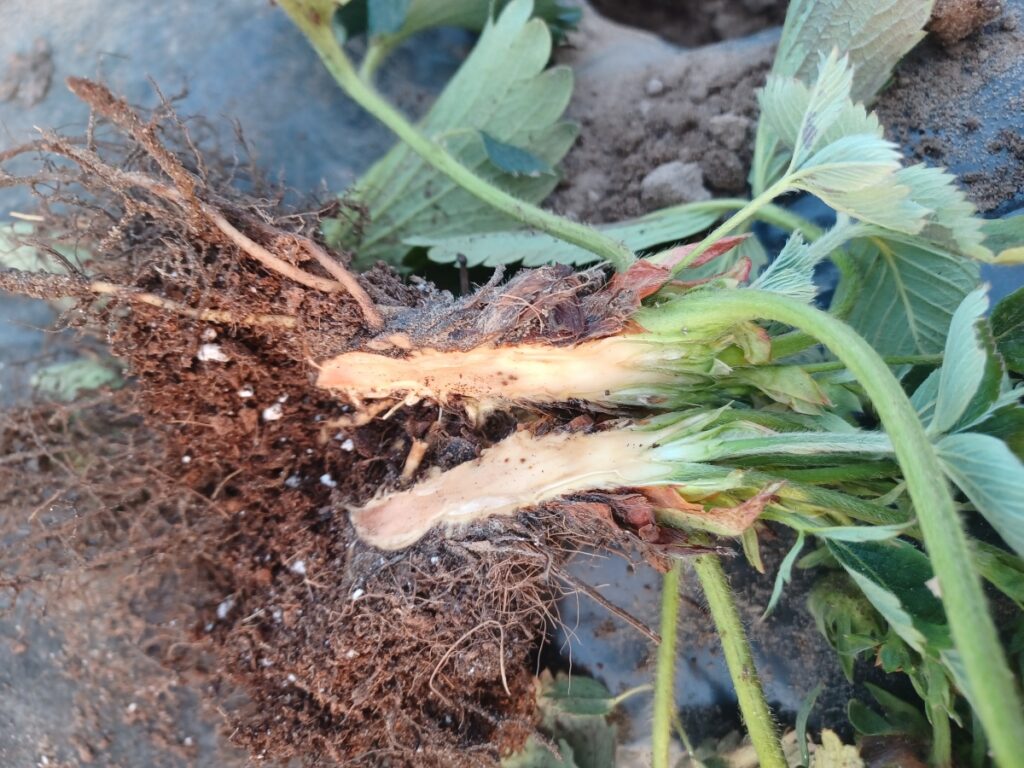 Zmiana zabarwienia na przekroju korony świadczy o porażeniu przez P. clavispora 