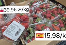 Truskawkowe dylematy. Co naprawdę myślą internauci o polskich owocach? polskie truskawki