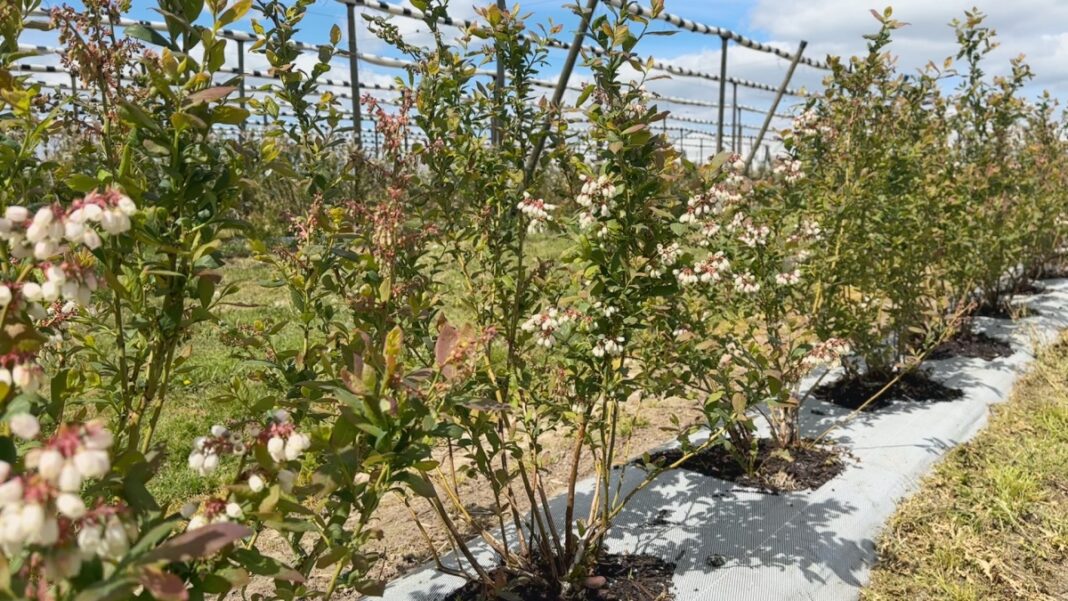 2-letnie krzewy odmiany Loretto Blue w kwaterze projektu Borówkowe Factory