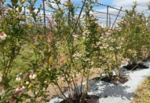 Nowe koncepcje nawożenia borówek – innowacje od firmy Compo Expert 2-letnie krzewy odmiany Loretto Blue w kwaterze projektu Borówkowe Factory