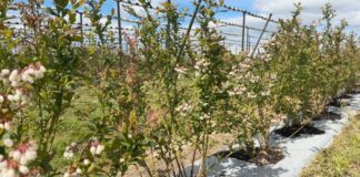 Nowe koncepcje nawożenia borówek – innowacje od firmy Compo Expert 2-letnie krzewy odmiany Loretto Blue w kwaterze projektu Borówkowe Factory