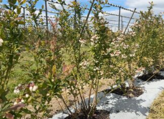 Nowe koncepcje nawożenia borówek – innowacje od firmy Compo Expert 2-letnie krzewy odmiany Loretto Blue w kwaterze projektu Borówkowe Factory