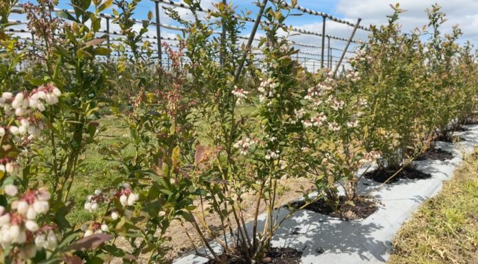 Nowe koncepcje nawożenia borówek – innowacje od firmy Compo Expert 2-letnie krzewy odmiany Loretto Blue w kwaterze projektu Borówkowe Factory