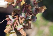 Plony borówki na wielu plantacjach zagrożone – owoce pękają po przymrozkach pękające zawiązki borówek