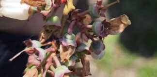 Plony borówki na wielu plantacjach zagrożone – owoce pękają po przymrozkach pękające zawiązki borówek