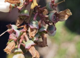 Plony borówki na wielu plantacjach zagrożone – owoce pękają po przymrozkach pękające zawiązki borówek