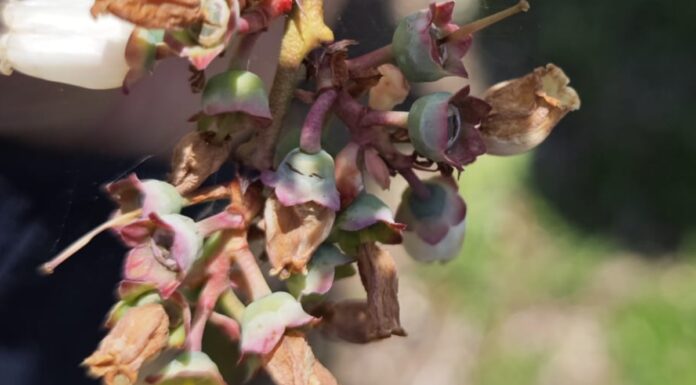 Plony borówki na wielu plantacjach zagrożone – owoce pękają po przymrozkach pękające zawiązki borówek