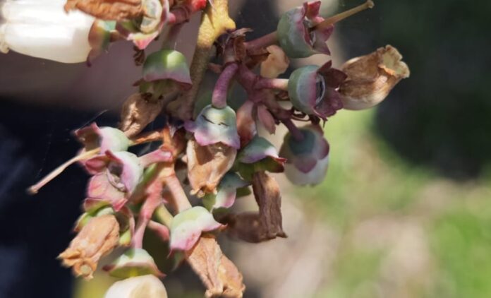 pękające zawiązki borówek