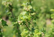 Acetamipryd pod lupą: nowe regulacje i wyzwania dla producentów acetamipryd, czarna porzeczka,