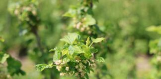 Acetamipryd pod lupą: nowe regulacje i wyzwania dla producentów acetamipryd, czarna porzeczka,