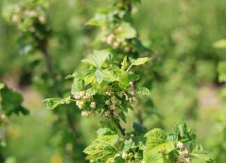 Acetamipryd pod lupą: nowe regulacje i wyzwania dla producentów acetamipryd, czarna porzeczka,