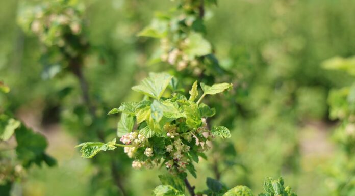 Acetamipryd pod lupą: nowe regulacje i wyzwania dla producentów acetamipryd, czarna porzeczka,