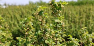 Co czeka w tym roku plantatorów porzeczek? porzeczek, czarna porzeczka, plantacja czarnej porzeczki, czarnych porzeczek