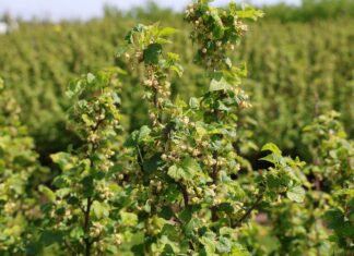 Co czeka w tym roku plantatorów porzeczek? porzeczek, czarna porzeczka, plantacja czarnej porzeczki, czarnych porzeczek