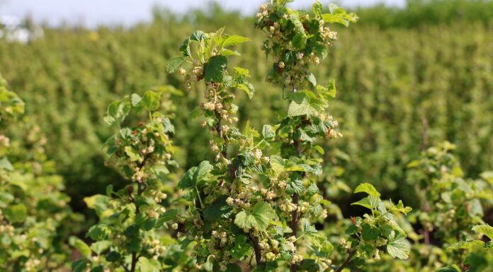 Co czeka w tym roku plantatorów porzeczek? porzeczek, czarna porzeczka, plantacja czarnej porzeczki, czarnych porzeczek
