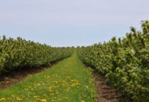 Szkodniki a przepisy – jak bezpiecznie stosować acetamipryd? acetamipryd