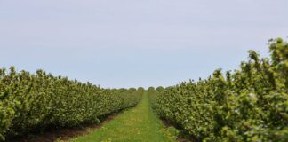 Szkodniki a przepisy – jak bezpiecznie stosować acetamipryd? acetamipryd