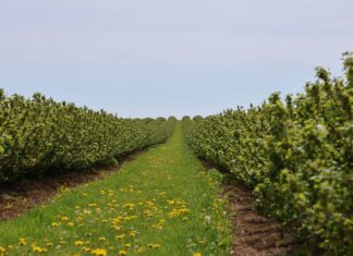 Szkodniki a przepisy – jak bezpiecznie stosować acetamipryd? acetamipryd