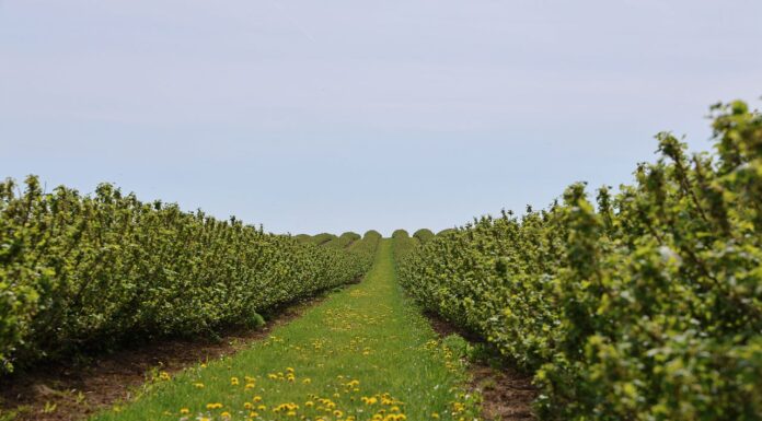 Szkodniki a przepisy – jak bezpiecznie stosować acetamipryd? acetamipryd