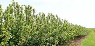 Skuteczne nawożenie czarnej porzeczki – zalecenia na okres kwitnienia i wiązania owoców plantacja czarnej porzeczki, wyzwania w ochronie porzeczek