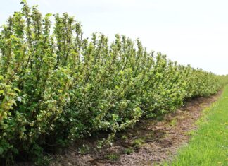 Porzeczkowe wyzwania w sezonie 2025 plantacja czarnej porzeczki, wyzwania w ochronie porzeczek