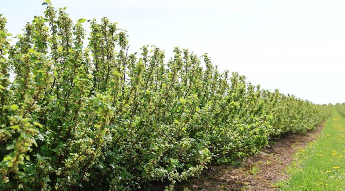 Porzeczkowe wyzwania w sezonie 2025 plantacja czarnej porzeczki, wyzwania w ochronie porzeczek