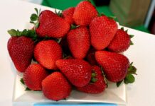 Truskawki na Macfrut 2025. Kolekcja odmian – fotogaleria