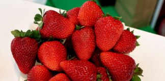 Truskawki na Macfrut 2025. Kolekcja odmian – fotogaleria