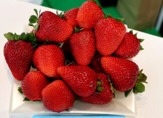 Truskawki na Macfrut 2025. Kolekcja odmian – fotogaleria