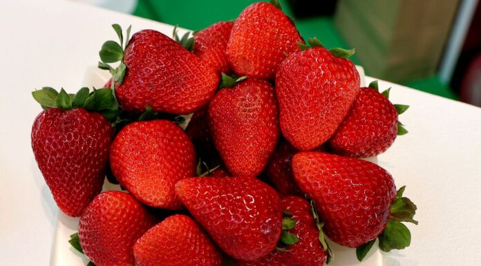 Truskawki na Macfrut 2025. Kolekcja odmian – fotogaleria