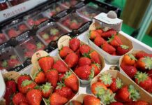 Branża jagodowa na targach Macfrut 2025