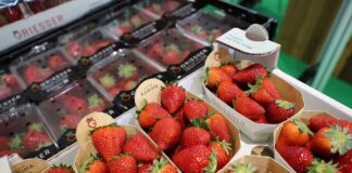 Branża jagodowa na targach Macfrut 2025