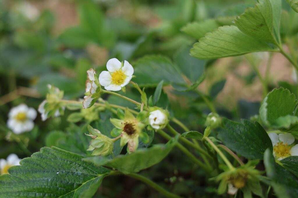 zalecenia dla truskawek, truskawki w okresie kwitnienia, przymrozki, truskawki