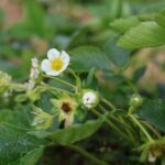 Zalecenia dla truskawek w okresie kwitnienia. Jak uratować rośliny po przymrozkach? zalecenia dla truskawek, truskawki w okresie kwitnienia, przymrozki, truskawki