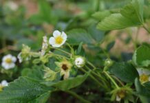 Zalecenia dla truskawek w okresie kwitnienia. Jak uratować rośliny po przymrozkach? zalecenia dla truskawek, truskawki w okresie kwitnienia, przymrozki, truskawki