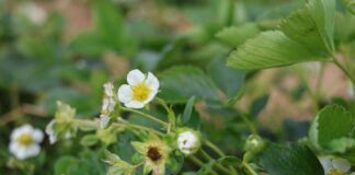 Zalecenia dla truskawek w okresie kwitnienia. Jak uratować rośliny po przymrozkach? zalecenia dla truskawek, truskawki w okresie kwitnienia, przymrozki, truskawki